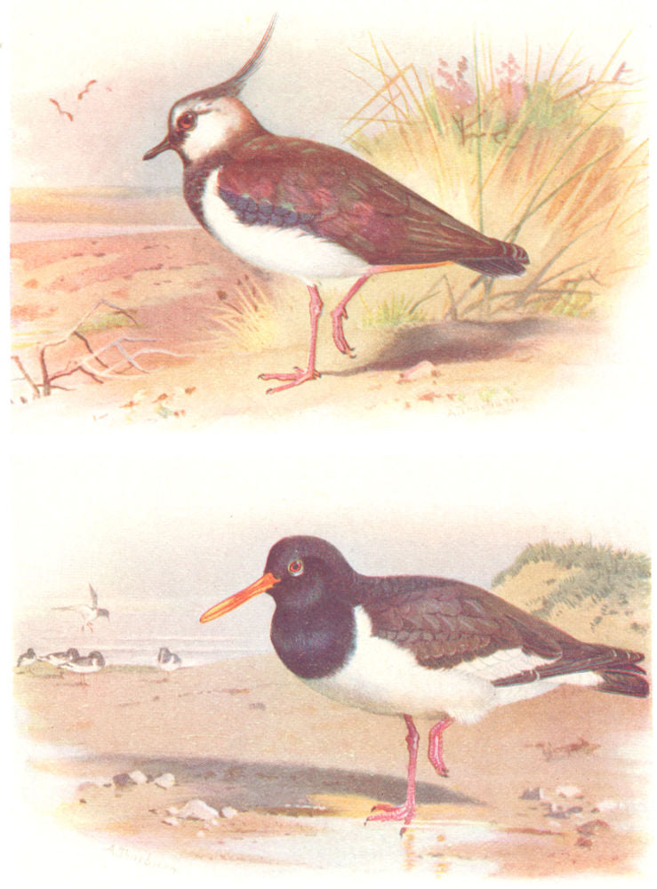 BRITISH BIRDS. Lapwing; Oyster-Catcher. THORBURN 1925 old vintage print